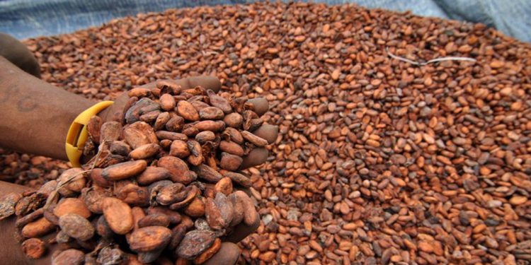 Kenaikan Harga Referensi Biji Kakao Akibat Penutupan Selat Hormuz