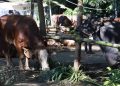 Prabowo Distribusikan Sapi Kurban untuk Warga Hambalang, 1 Sapi per RW