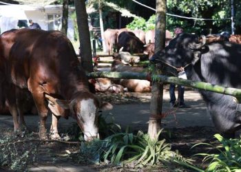 Prabowo Distribusikan Sapi Kurban untuk Warga Hambalang, 1 Sapi per RW