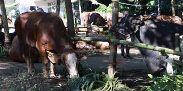 Prabowo Distribusikan Sapi Kurban untuk Warga Hambalang, 1 Sapi per RW