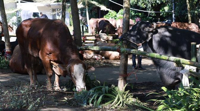 Prabowo Distribusikan Sapi Kurban untuk Warga Hambalang, 1 Sapi per RW