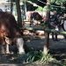 Prabowo Distribusikan Sapi Kurban untuk Warga Hambalang, 1 Sapi per RW