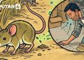 Infografis Kasus Hantavirus di Tanah Air