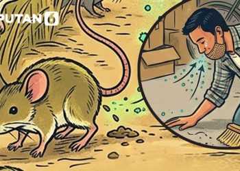 Infografis Kasus Hantavirus di Tanah Air