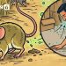 Infografis Kasus Hantavirus di Tanah Air