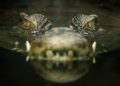 Buaya yang Sering Mengganggu Warga Dikejar di Polewali Mandar