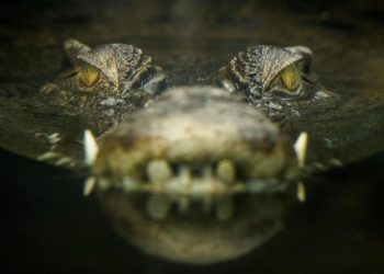 Buaya yang Sering Mengganggu Warga Dikejar di Polewali Mandar