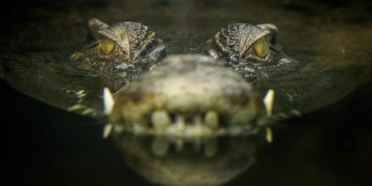 Buaya yang Sering Mengganggu Warga Dikejar di Polewali Mandar