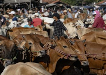 Banjir Mengakibatkan Desa Krajan Banjarnegara Memotong 52 Sapi dan 339 Kambing