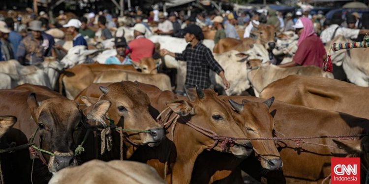 Banjir Mengakibatkan Desa Krajan Banjarnegara Memotong 52 Sapi dan 339 Kambing