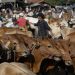 Banjir Mengakibatkan Desa Krajan Banjarnegara Memotong 52 Sapi dan 339 Kambing
