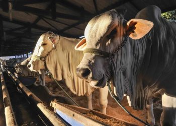466 Hewan Kurban Terinfeksi Cacing Hati di Bantul Dinyatakan Aman untuk Dikonsumsi