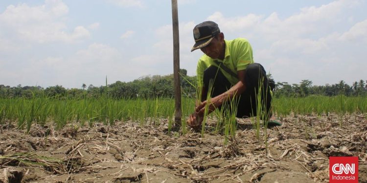 6 Kabupaten di Jawa Timur Menetapkan Status Darurat Kekeringan