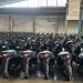 99 Ribu Motor Ilegal Terjual ke Tahiti-Togo, Kerugian Indonesia Rp117 M