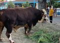Prabowo Korban Sapi 1,08 Ton di Masjid Agung Surakarta