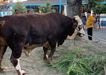 Prabowo Korban Sapi 1,08 Ton di Masjid Agung Surakarta
