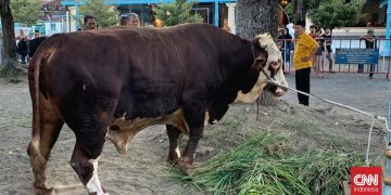 Prabowo Korban Sapi 1,08 Ton di Masjid Agung Surakarta