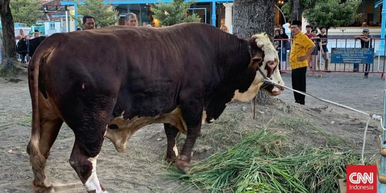Prabowo Korban Sapi 1,08 Ton di Masjid Agung Surakarta