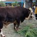 Prabowo Korban Sapi 1,08 Ton di Masjid Agung Surakarta