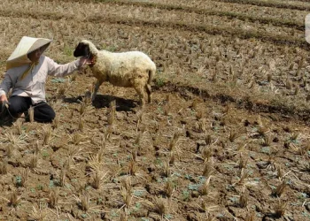 El Nino Diprediksi Berlangsung Sampai 2027, Ahli Ingatkan Risiko Gagal Panen