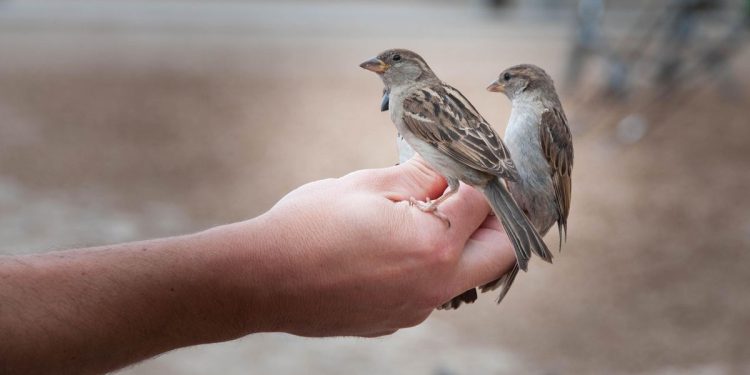 Karantina Lampung Gagalkan Penyelundupan 172 Burung Tanpa Izin