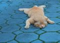 Pria Semarang Ditangkap karena Membuang Kucing di Jembatan