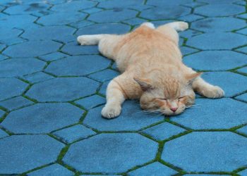 Pria Semarang Ditangkap karena Membuang Kucing di Jembatan