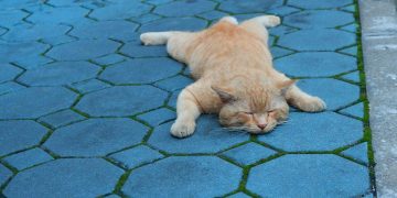 Pria Semarang Ditangkap karena Membuang Kucing di Jembatan