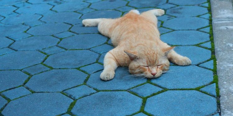 Pria Semarang Ditangkap karena Membuang Kucing di Jembatan