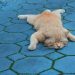 Pria Semarang Ditangkap karena Membuang Kucing di Jembatan