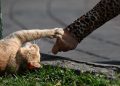 Perempuan Jembrana Tewas karena Rabies setelah Digigit Kucing
