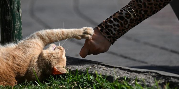 Perempuan Jembrana Tewas karena Rabies setelah Digigit Kucing