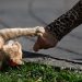 Perempuan Jembrana Tewas karena Rabies setelah Digigit Kucing