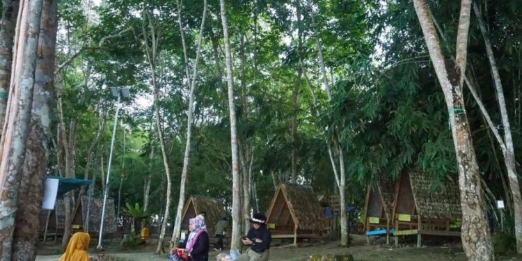 Pemanfaatan Hutan Berkelanjutan di Kaltim untuk Meningkatkan Nilai Ekonomi