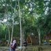 Pemanfaatan Hutan Berkelanjutan di Kaltim untuk Meningkatkan Nilai Ekonomi