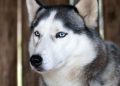 Anjing Husky Viral Dibacok di Bekasi, Polisi Kerahkan Unit K9