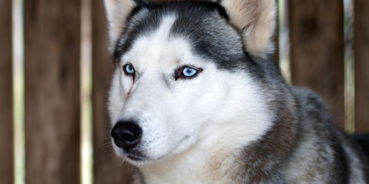 Anjing Husky Viral Dibacok di Bekasi, Polisi Kerahkan Unit K9