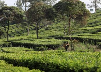 Laba Holding Perkebunan Lompat 81 Persen Jadi Rp6,39 Triliun di 2025
