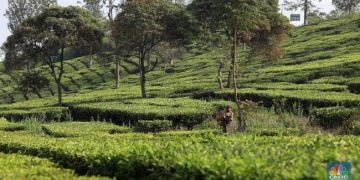 Laba Holding Perkebunan Lompat 81 Persen Jadi Rp6,39 Triliun di 2025