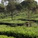 Laba Holding Perkebunan Lompat 81 Persen Jadi Rp6,39 Triliun di 2025