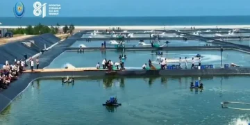 Pengembangan Tambak Udang Modern Terbesar di Indonesia oleh KKP