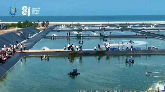 Pengembangan Tambak Udang Modern Terbesar di Indonesia oleh KKP