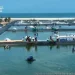 Pengembangan Tambak Udang Modern Terbesar di Indonesia oleh KKP