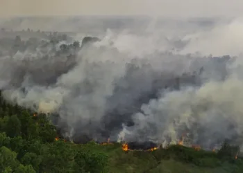 11.567 Personel dan 20 Ekskavator Atasi Kebakaran Hutan di Sumsel