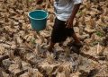 Dampak Kemarau di Kabupaten Bekasi dalam Foto