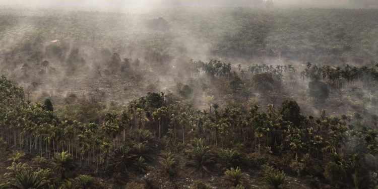 Rokok Diduga Penyebab Karhutla 30 Hektare di Rohil Riau dengan Satu Tersangka