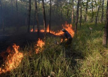 Karhutla di Bangka Tengah Capai 118 Hektare Selama Juli hingga Agustus 2026