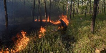 Karhutla di Bangka Tengah Capai 118 Hektare Selama Juli hingga Agustus 2026