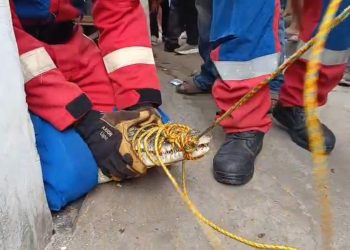 Buaya Muara Lampung yang Dirawat 3 Tahun Dievakuasi, Pemilik Sangat Terkejut