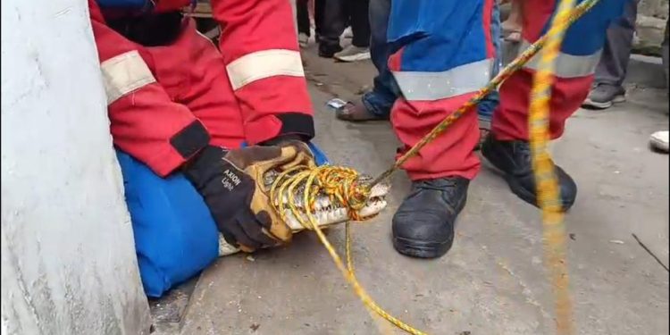 Buaya Muara Lampung yang Dirawat 3 Tahun Dievakuasi, Pemilik Sangat Terkejut